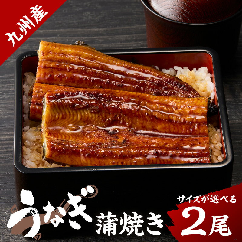 【ふるさと納税】九州産うなぎ蒲焼＜サイズが選べる／(小)150g以上2匹・(大)240g以上2匹＞