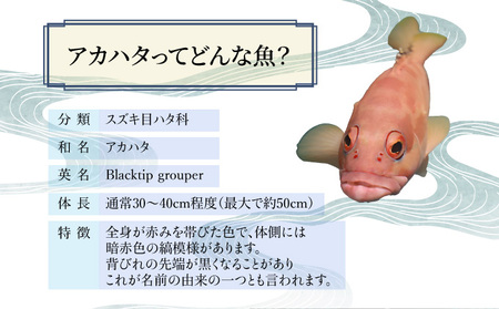 KU015 ＜2025年7月より順次発送＞宮崎県串間産アカハタ(計約2kg・4～8匹)延縄漁による朝どれ高級魚を漁師直送！