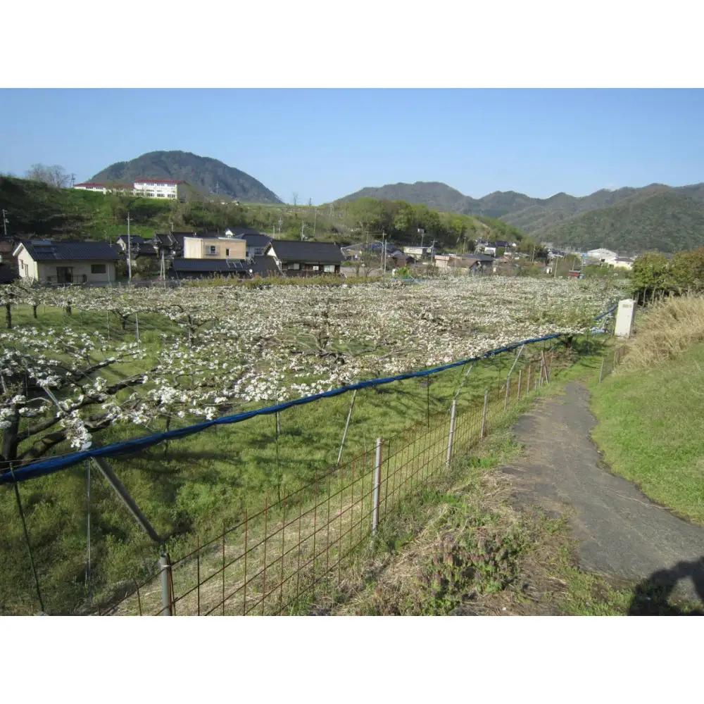 【2026年11月～12月頃の発送】山根農園 王秋 訳あり3kg　　　