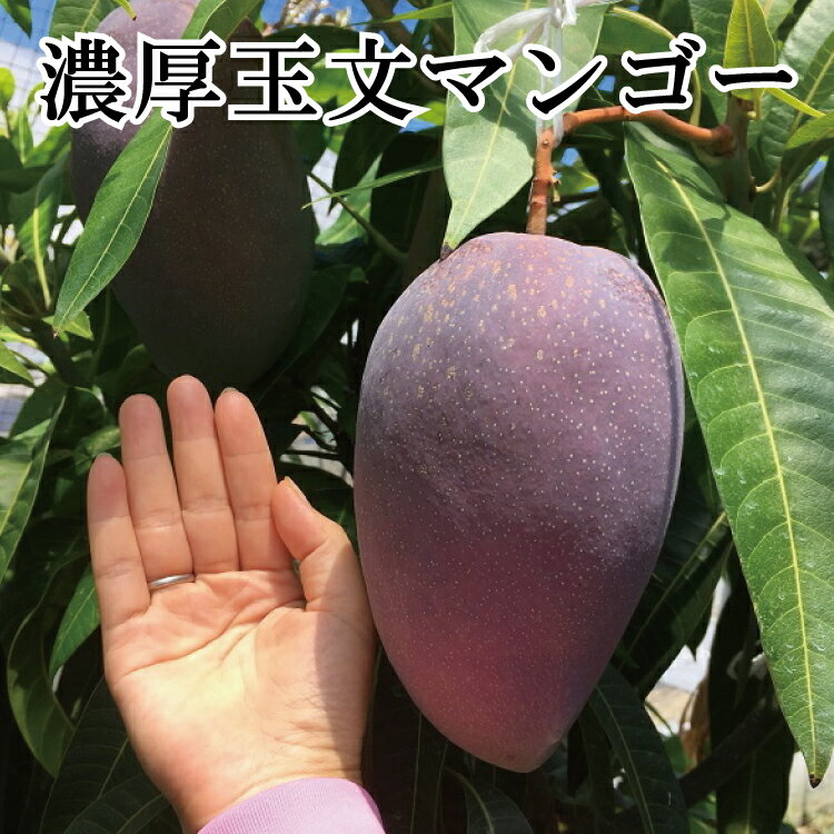 【ふるさと納税】 濃厚 玉文 マンゴー ≪ 夏秋の美味 希少マンゴー ≫ ※2025年9月中旬～2025年9月下旬に順次発送 / 農家直送 産直 果物 フルーツ 果実 くだもの 和歌山 //hokaf