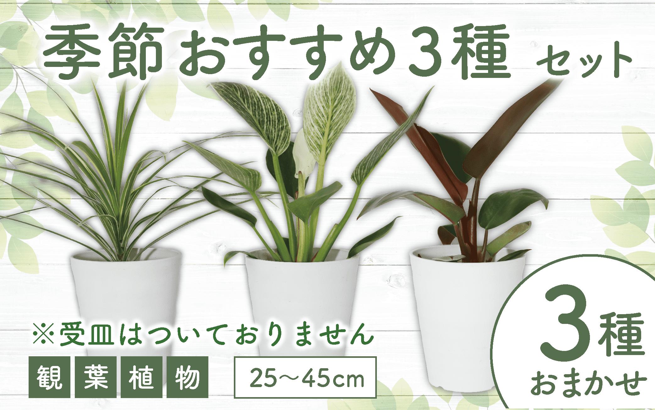 
            2025年6月中旬～発送【観葉植物】店主におまかせ！季節おすすめ3種セット4号鉢×3(Green Base/014-1510) 南国鹿児島県で育った 観葉植物！植物 鉢付 インテリア 室内 オフィス おしゃれ プレゼント ギフト 開店祝い 移転祝い マイナスイオン【配送不可地域：北海道・沖縄県・離島】
          