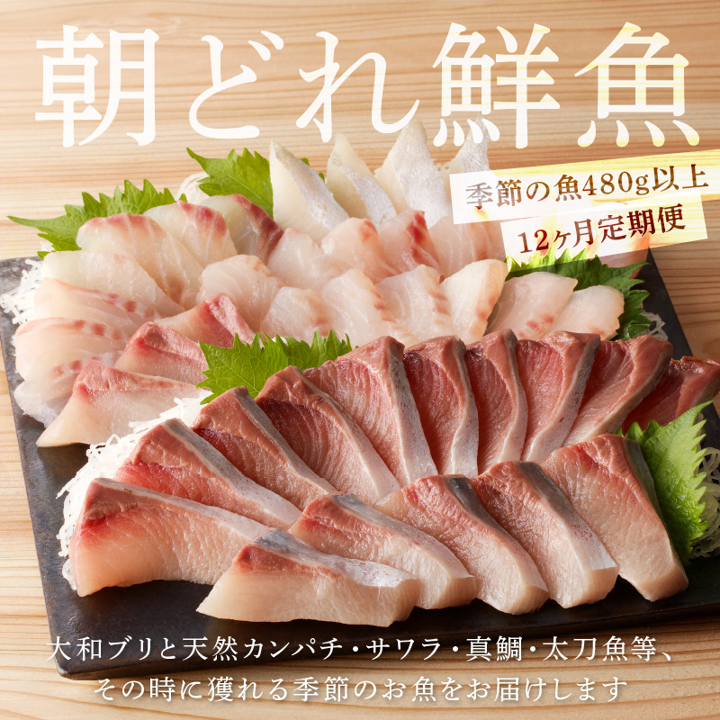 【12ヶ月定期便】大和のこだわり漁師のお刺身6人前 N072-YG0187_1