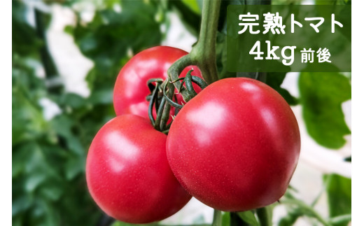 【先行受付】栄養たっぷり！ トマト農家片野さんちの完熟トマト「れおん」４kg [0932］