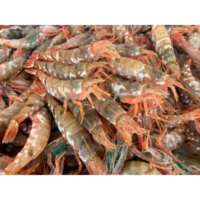ふるさと納税 岩美町 鳥取網代港 朝獲れ直送!旬の天然魚セット【さかなや新鮮組】 |  | 02