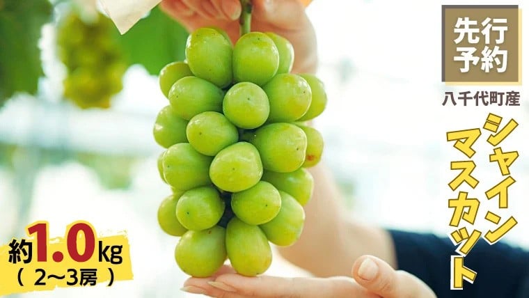 
                  【 2026年9月上旬以降発送】シャインマスカット 約1kg ( 2～3房 )  産地直送 茨城県産 八千代町産 フルーツ ぶどう 果物 ブドウ 葡萄 マスカット 先行予約 数量限定 ふるさと納税 [CU003ya]
                