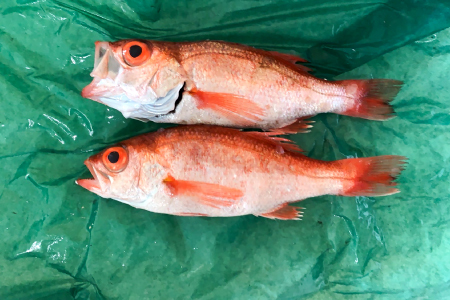 大サイズ！極上のどぐろ（水揚げ次第発送）【のどぐろ あかむつ ノドグロ 2尾 魚 さかな 旬 国産 高級魚 地魚 水揚げ直後 新鮮 冷蔵 ノンフローズン お取り寄せ 季節限定 大田市】
