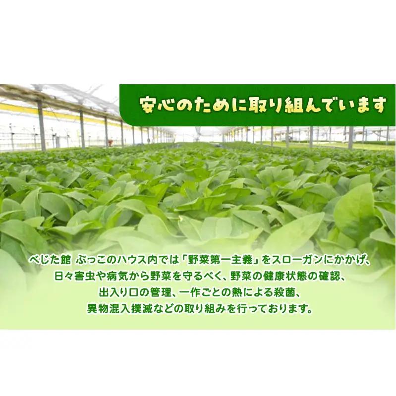 サラダほうれん草 44袋 野菜サラダセット 詰め合わせ ほうれんそう ホウレン草 新鮮 産地直送 大容量 業務用 まとめ買い 野菜セット ギフト 詰合せ 常備野菜