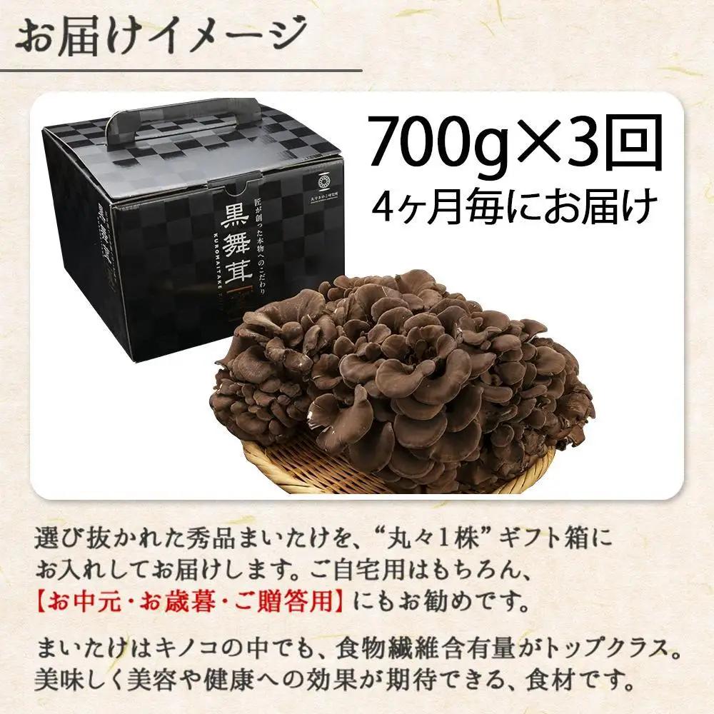 【定期便 全3回】 新潟県 南魚沼産 厳選 国産 黒 高級 舞茸 まいたけ 産地直送 700g 大平きのこ研究所