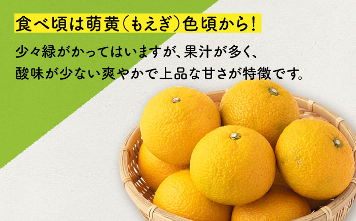 スイートスプリング 約10kg 長崎県産柑橘【田崎FARM】[OCU001] / 柑橘 スイートスプリング みかん 九州フルーツ 柑橘類 九州みかん ミカン 柑橘 九州みかん かんきつ すいーとすぷり