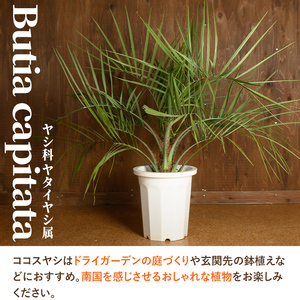 i906 ＜毎月数量限定＞ココスヤシ(鉢底より高さ約100cm) 【kurk PLANT LEATHER】