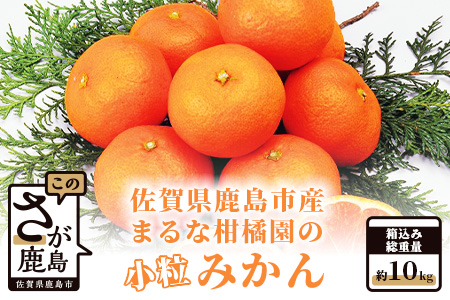 【先行予約】【数量限定】【2025年9月下旬頃から出荷予定】鹿島 まるな柑橘園の小粒みかん 約１０kg　みかん、旬柑、小玉みかん、有明みかん、小玉みかん、10kg、美味しいみかん、お取り寄せ、旬柑、小玉有明海、有明海、家庭用みかん　A-64
