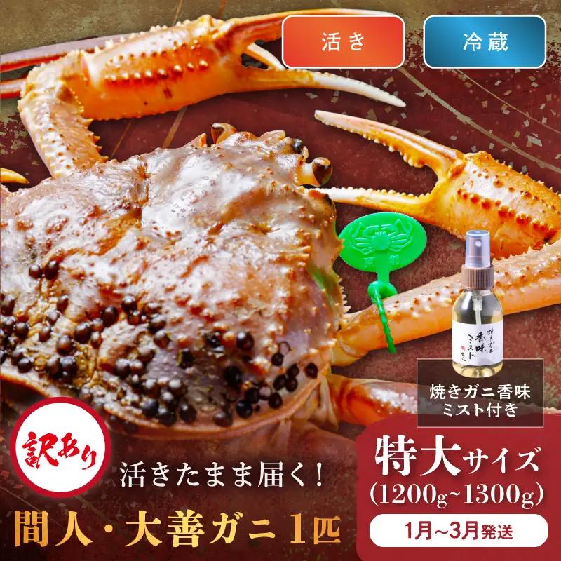 訳あり　【蟹の匠 魚政】京丹後市産 活きたまま届く！　間人ガニ大善ガニ　特大サイズ (1200～1300g) 1匹　香味ミスト付き(1月～3月発送）