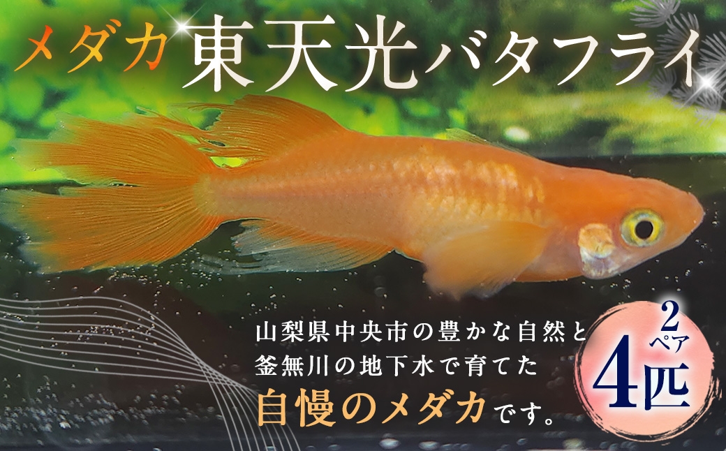 
                  メダカ 【 東天光バタフライ 】 2ペア 4匹 めだか 観賞魚 愛好家 魚 さかな インテリア 鑑賞 育成 飼育 淡水魚 川魚 生き物 生物 初心者
                