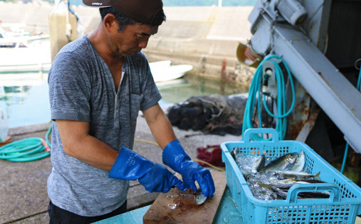 朝獲れ新鮮！最高の漁場 豊後水道で獲れた鮮魚詰め合わせ