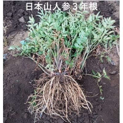 ふるさと納税 大分市 日本山人参(ヒュウガトウキ)粉末 本場大分県産_F09002 |  | 02