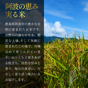こしひかり ひのひかり  精米済 10kg お米 令和5年産 白米