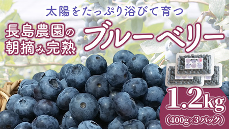 ブルーベリー1.2kg ( 400g × 3パック ) 【2026年6月から発送開始】 国産 茨城県産 ベリー フルーツ 果物 くだもの 自家製栽培[AK002sa]