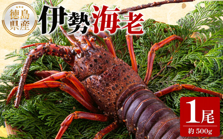 【 伊勢海老 】 伊勢海老 500g 1尾