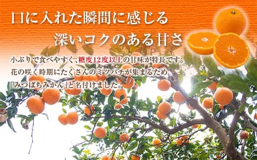 先行予約 みつばちみかん 計3kg以上 傷み補償分入り 期間限定 数量限定 果物 くだもの フルーツ 蜜柑 ミカン 柑橘 オレンジ おやつ デザート みかんジュース 飲み物 小ぶり おすすめ おすそ分