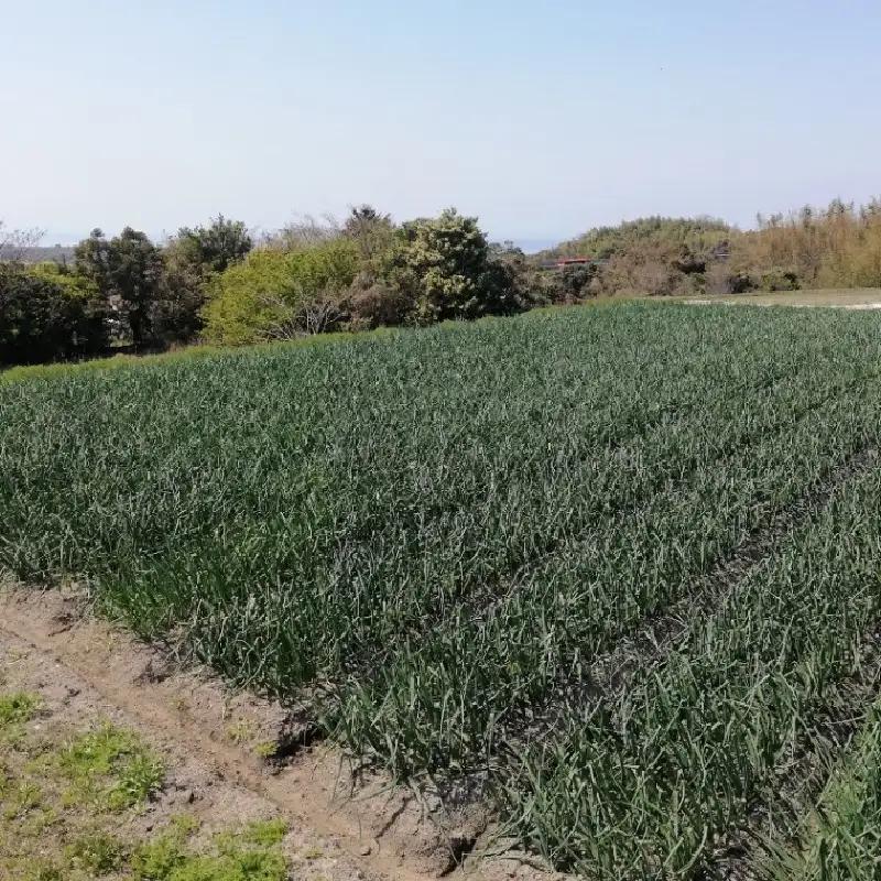 淡路島産有機栽培玉葱10kg JAS認定オーガニックたまねぎ  / 玉ねぎ 玉葱 たまねぎ 有機JAS オーガニック