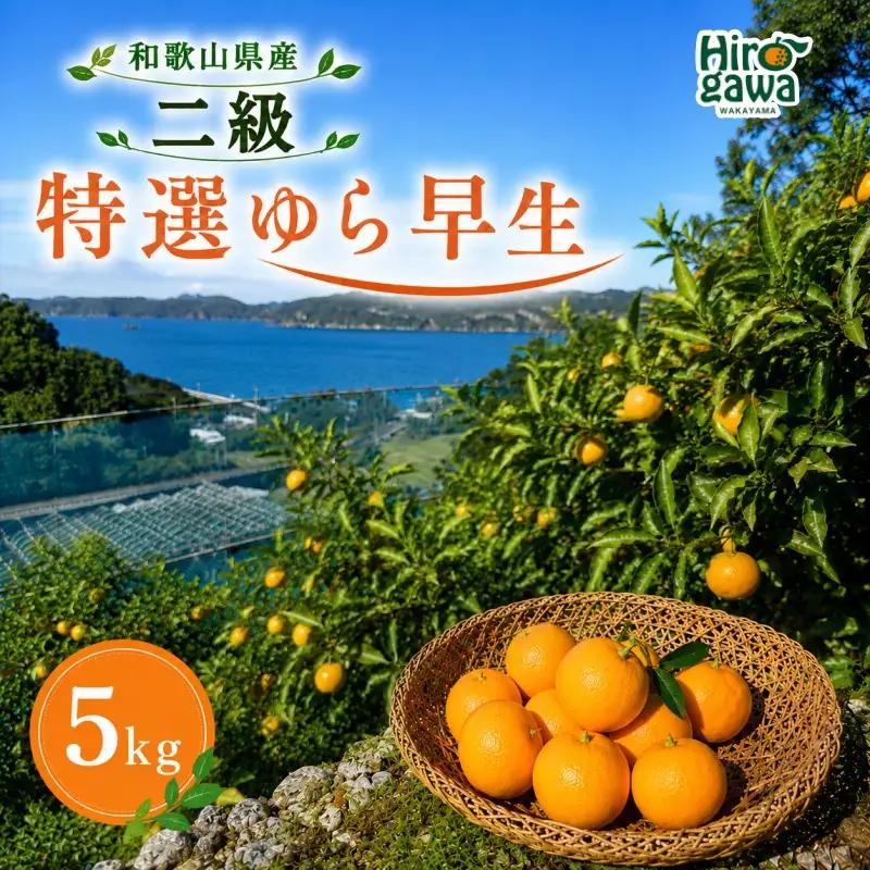 特選 ゆら早生 二級品 5kg / 和歌山 有田 広川 ゆら早生 早生みかん 柑橘 果物 くだもの ギフト フルーツ 果実 ※2026年10月下旬～11月中旬頃に順次発送予定【hkt003-c-5】