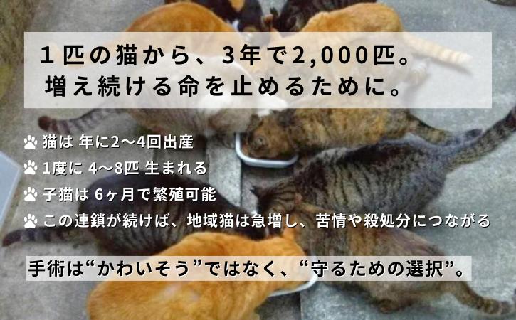 【返礼品なし】猫愛護活動支援 NFN639 【125PT】// 特定非営利活動法人　種子島 島neco会