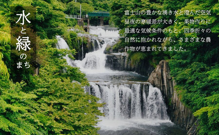 【2026年先行予約】シャインマスカット 1房（約500g）｜シャインマスカット フルーツ