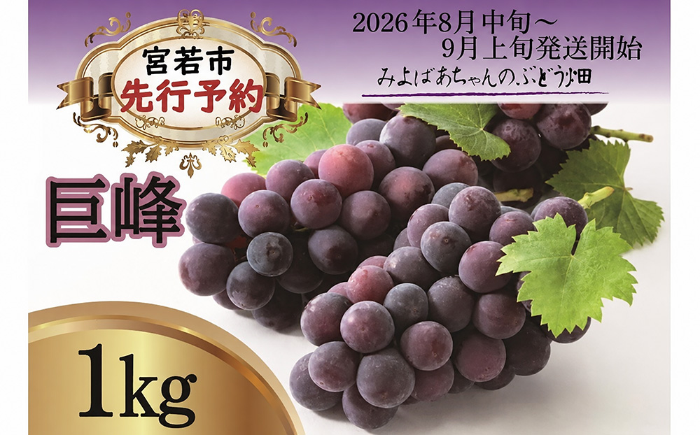＜みよばあちゃんのぶどう畑直送！＞ 先行予約 8月中旬～9月上旬順次発送【露地栽培の巨峰 約1kg(3～4房)】 [M27-3] 葡萄 ブドウ 果物 くだもの マスカット フルーツ 新鮮 九州 福岡 