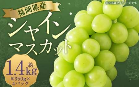 先行予約 シャインマスカット 約1.4kg ぶどう 葡萄 ブドウ マスカット 果物 フルーツ 【2026年8月上旬～9月下旬発送】 