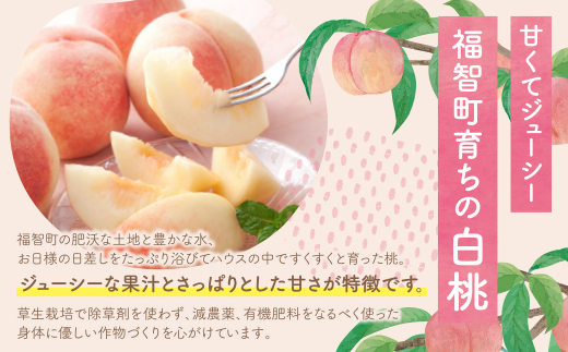 2026年発送 ハウス桃 さくひめ 約2kg 桃 もも モモ 福岡県 福智町産 さくひめ 果実 果物 くだもの フルーツ 産地直送 先行予約 送料無料 《 予約受付 》【2026年5月末～2026年6