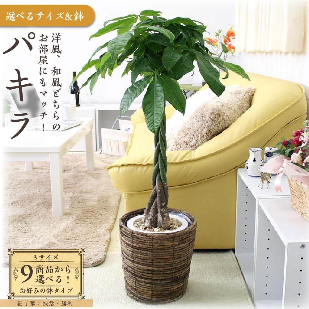 【ふるさと納税】＼2025年4月以降発送／【観葉植物】パキラ （サイズ・鉢の種類選択可） | 楽天ふるさと納税 グリーン 緑 インテリア 室内 リラックス マイナスイオン 自然 おしゃれ 癒し プレゼント ギフト 陶器鉢 バスケット 鉢 送料無料