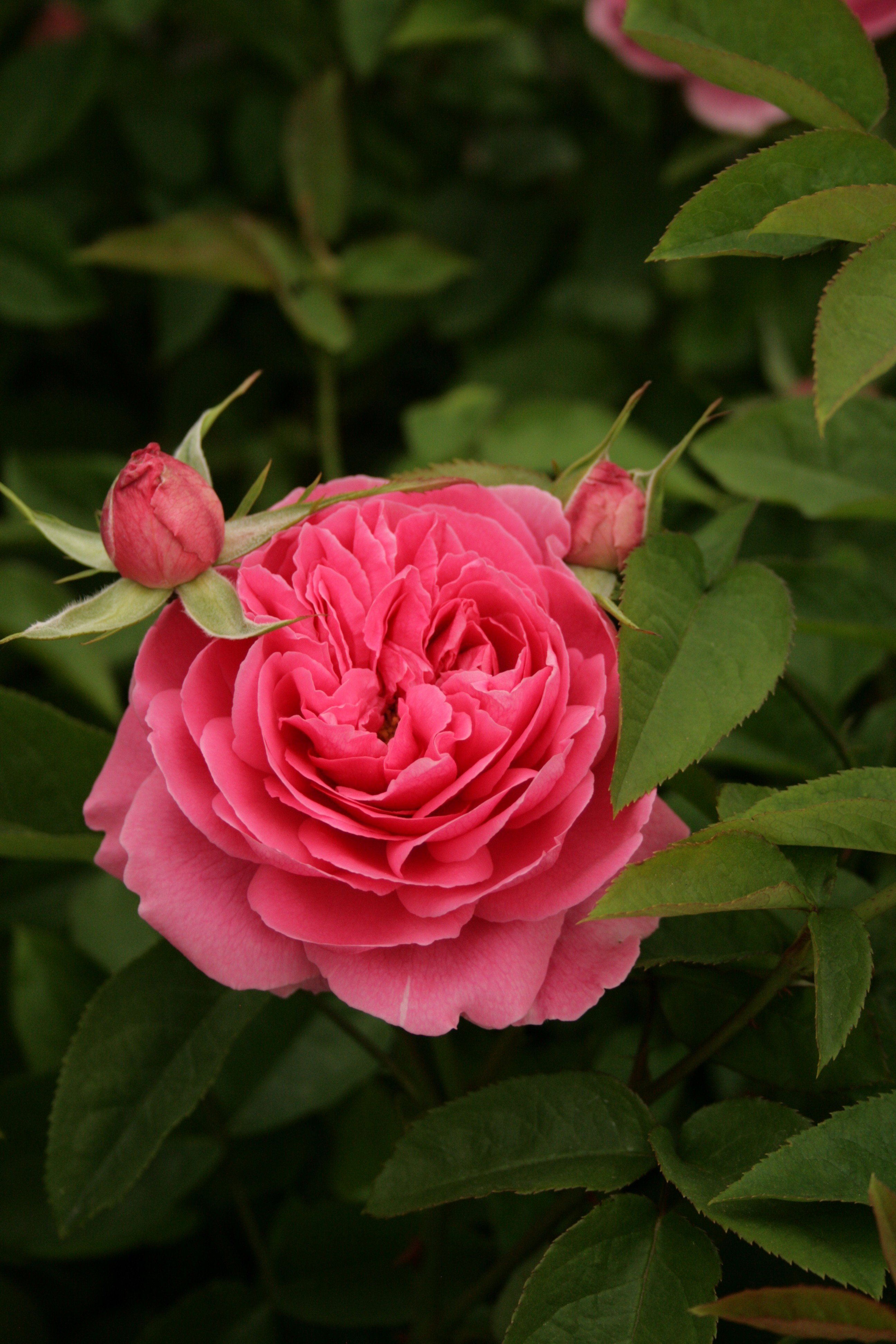 【随時発送】バラ鉢植え「ローズ笛吹」 057-034