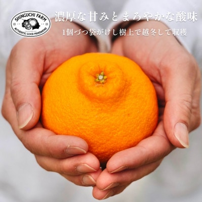 創業百八年 愛媛みかんの老舗【不知火3kg】家庭用【新口農園】【C70−29】【1470656】