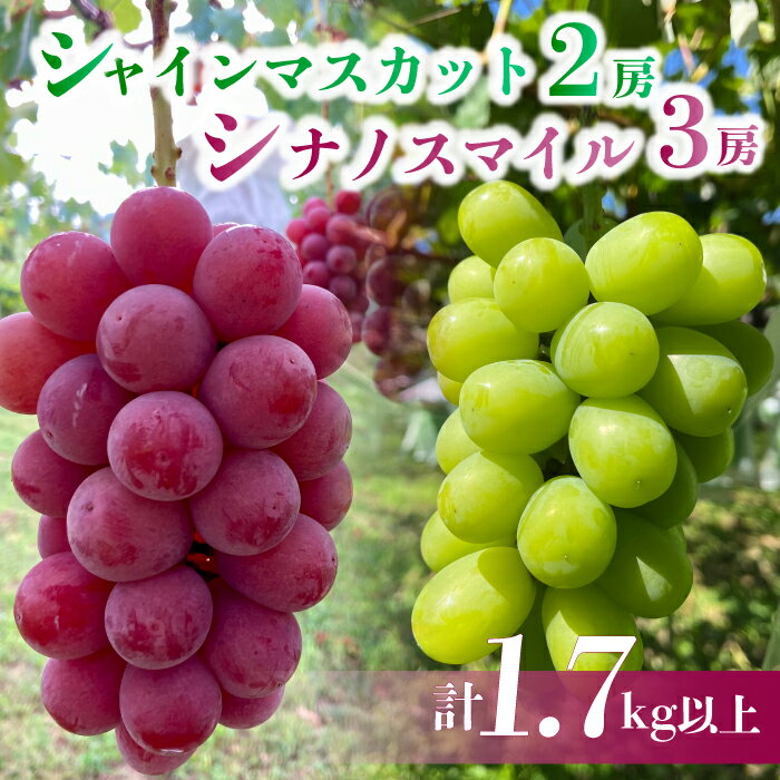 【ふるさと納税】【先行受付2026年発送】シャインマスカット2房＆シナノスマイル 3房 　合計1.7kg以上｜Jardin Omino　※2026年9月初旬~10月中旬に発送予定