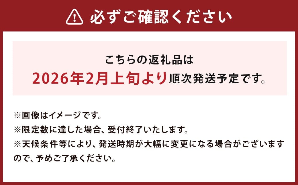 まるで果実!? ホワイトアスパラガス 極太（500g）