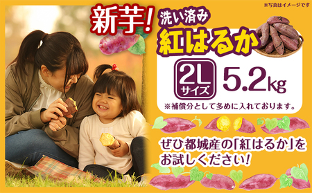 芋名人が認めるさつまいも『洗い済み　紅はるか』～2Lサイズ12本入り～_LE-L703_(都城市) 宮崎県都城産 紅はるか 2Lサイズ(12本)