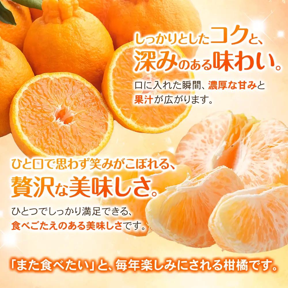 【先行予約】不知火 みなと農園の不知火 約10kg【mntf0014】