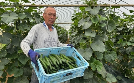 きゅうりきゅうり 約5kg 約40本 きゅうりきゅうりきゅうりきゅうり