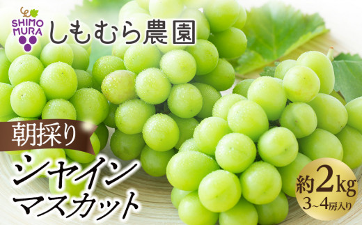 
★2024年7月下旬より順次発送★朝採りシャインマスカット（3～4房入り）
