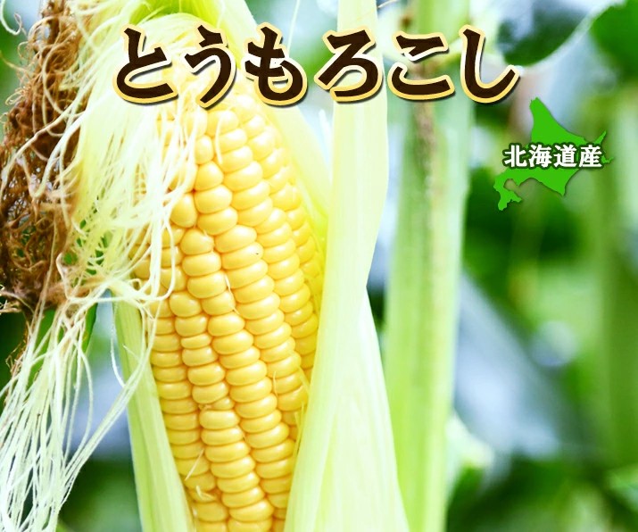 【令和8年産先行予約】朝採りとうもろこし 恵味ゴールド L-LLサイズ 10本【27001】