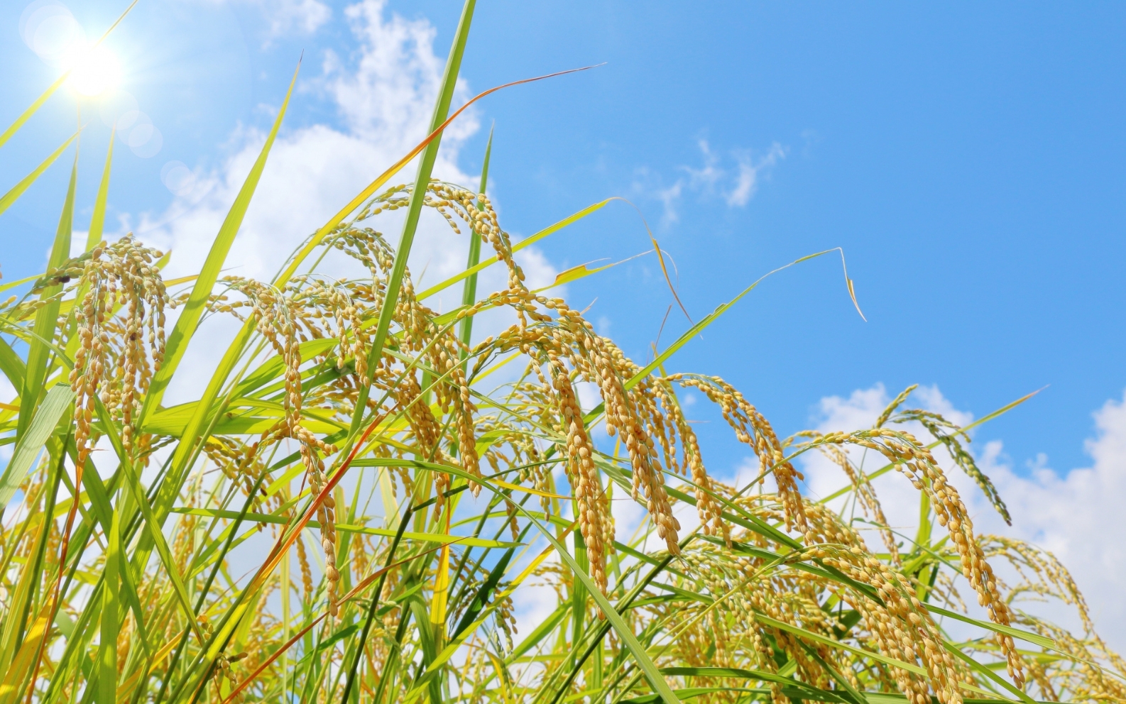 【令和8年産 先行予約】 【令和8年産】 特A受賞 岡山県産にこまる 玄米 10kg ｜ 玄米 にこまる 5キロ 5? 米 コメ お米 ご飯 おにぎり こめ 令和8年度 産地直送 ふるさと納税 数量限
