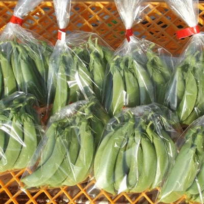 旬の味覚!おひさま農園のスナップエンドウ パリッと歯ごたえ、じんわり甘み 1.6kg【配送不可地域：離島・沖縄県】