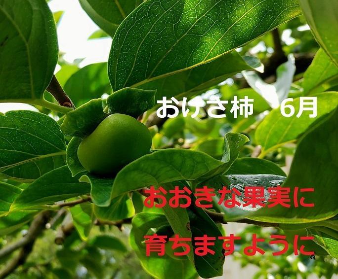先行予約 柿 おけさ柿 高級 赤秀 2Lサイズ 11玉 種なし 化粧箱入