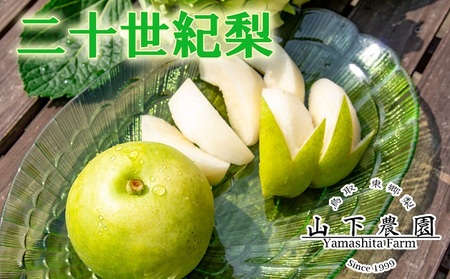 梨 二十世紀 5kg 鳥取県産 湯梨浜 東郷名産 | 205M