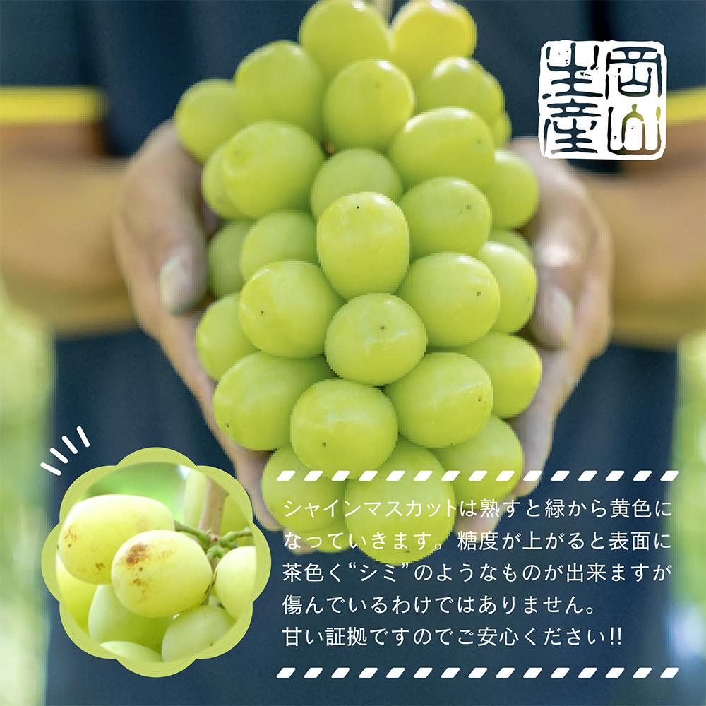 【先行予約　2025年9月上旬発送〜】岡山県産シャインマスカット 1.0kg（2〜3房）【021-a019】 1.0kg（2〜3房）