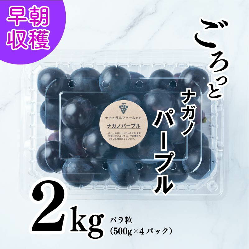 【ふるさと納税】 【2025収穫分先行予約】 ぶどう ナガノパープル 2kg バラ粒 500g 4パック 小分け 新着 人気 予約 フルーツ 果物 くだもの マスカット ぶどう 早朝 収穫 朝採れ ギフト 贈答 ※8/10頃～発送予定 ナチュラルファームen