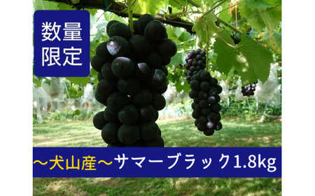 【予約受付・数量限定】林ファーム園主イチオシ！犬山産 極甘 サマーブラック 1.8キロ｜ぶどう ブドウ 果物 フルーツ スイーツ 犬山 [0414]