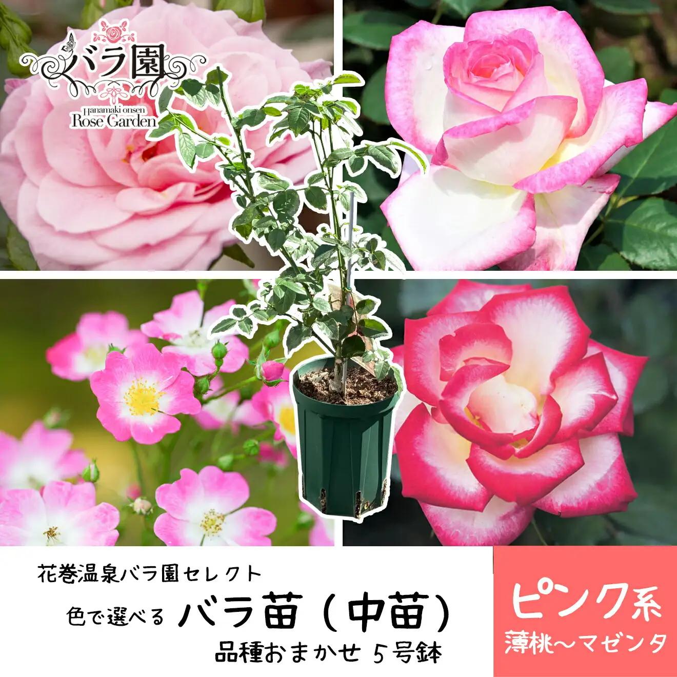＜色で選べる♪＞花巻温泉バラ園で育った「バラ中苗」5号サイズ -ピンク-【1857】-<2026年3月より発送>