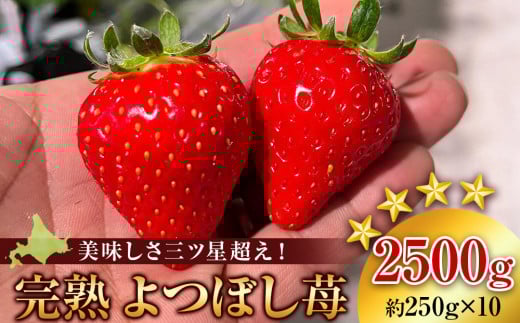 【2025年発送予約】北海道産 完熟よつぼし苺(約250g×10パック)