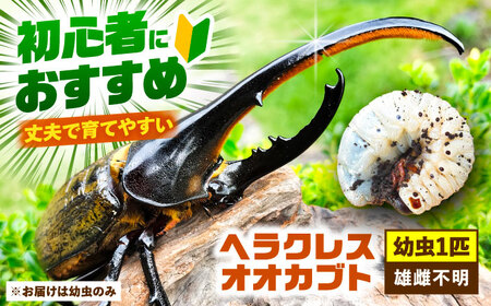 ヘラクレスオオカブト 幼虫1匹【配達不可：北海道・沖縄・離島】[AEDD004]